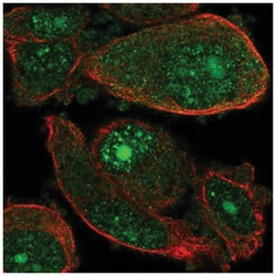 WDSUB1 Antibody, Novus Biologicals 25 &mu;L; Unconjugated:Antibodies, Polyclonal