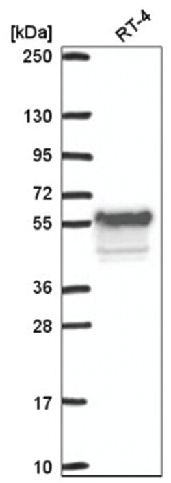 Wee1 Antibody, Novus Biologicals:Antibodies:Primary Antibodies