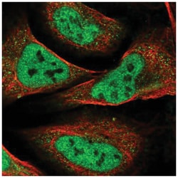 WHSC2 Antibody, Novus Biologicals:Antibodies:Primary Antibodies