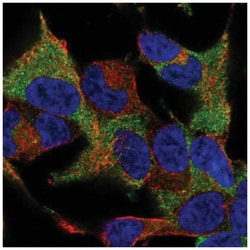 WIPF1/WIP Antibody, Novus Biologicals:Antibodies:Primary Antibodies
