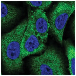 WNK1 Antibody, Novus Biologicals:Antibodies:Primary Antibodies