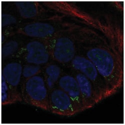 Wnt-10b Antibody, Novus Biologicals 100&mu;L; Unlabeled:Antibodies, Polyclonal