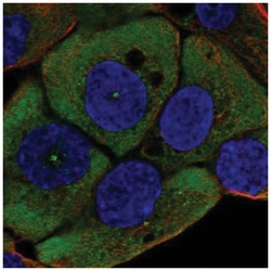 Wnt-11 Antibody, Novus Biologicals:Antibodies:Primary Antibodies