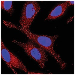 Human Wnt-7a Antibody, R D Systems:Antibodies:Primary Antibodies