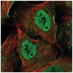XAGE5 Antibody, Novus Biologicals:Antibodies:Primary Antibodies