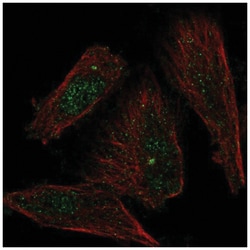 Xanthine Oxidase Antibody, Novus Biologicals:Antibodies:Primary Antibodies