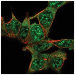 XE7 Antibody, Novus Biologicals 25 &mu;L:Antibodies, Polyclonal