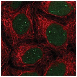 XLF Antibody, Novus Biologicals:Antibodies:Primary Antibodies