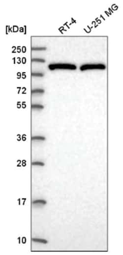 XPF Antibody, Novus Biologicals:Antibodies:Primary Antibodies