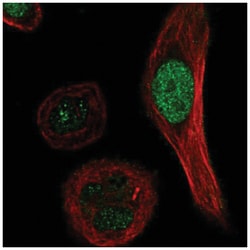 XRCC3 Antibody, Novus Biologicals:Antibodies:Primary Antibodies