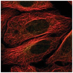 YANK2 Antibody, Novus Biologicals:Antibodies:Primary Antibodies