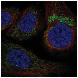 YARS2 Antibody, Novus Biologicals 100&mu;L; Unlabeled:Antibodies, Polyclonal