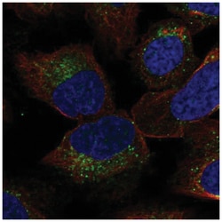 YIF1B Antibody, Novus Biologicals 100&mu;L; Unlabeled:Antibodies, Polyclonal