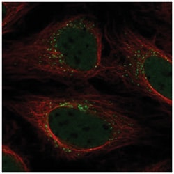 YIPF5 Antibody, Novus Biologicals:Antibodies:Primary Antibodies