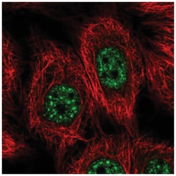 YL1 Antibody, Novus Biologicals 100&mu;L; Unlabeled:Antibodies, Polyclonal