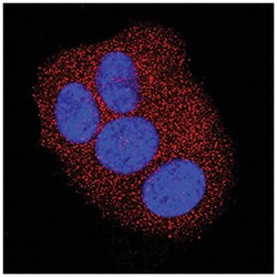 Human/Mouse ZAG Antibody, R D Systems 100&mu;g; Unlabeled:Antibodies, Monoclonal