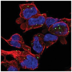 ZC3H10 Antibody, Novus Biologicals:Antibodies:Primary Antibodies