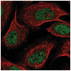 ZDBF2 Antibody, Novus Biologicals:Antibodies:Primary Antibodies
