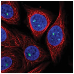 ZDHHC14 Antibody, Novus Biologicals:Antibodies:Primary Antibodies