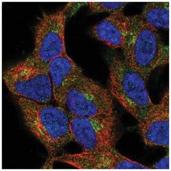 ZDHHC21 Antibody, Novus Biologicals:Antibodies:Primary Antibodies