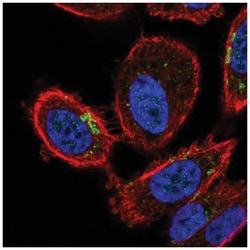 ZDHHC7 Antibody, Novus Biologicals:Antibodies:Primary Antibodies