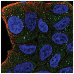 ZFYVE9 Antibody, Novus Biologicals:Antibodies:Primary Antibodies