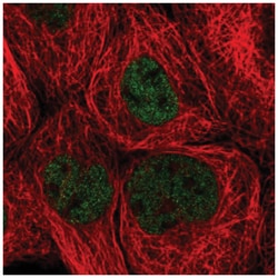 ZHX3 Antibody, Novus Biologicals 100&mu;L; Unlabeled:Antibodies, Polyclonal