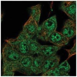 ZIM2 Antibody, Novus Biologicals:Antibodies:Primary Antibodies