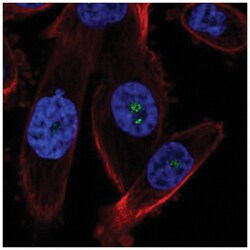 ZNDR1 Antibody, Novus Biologicals:Antibodies:Primary Antibodies