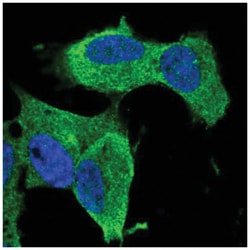 ZNF117 Antibody, Novus Biologicals:Antibodies:Primary Antibodies