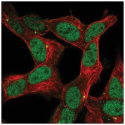 ZNF12 Antibody, Novus Biologicals:Antibodies:Primary Antibodies