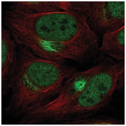 ZNF131 Antibody, Novus Biologicals:Antibodies:Primary Antibodies