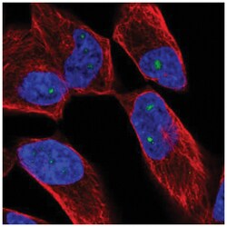 ZNF136 Antibody, Novus Biologicals:Antibodies:Primary Antibodies