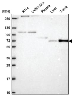 ZNF167 Antibody, Novus Biologicals:Antibodies:Primary Antibodies