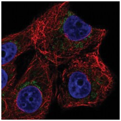 ZNF19 Antibody, Novus Biologicals:Antibodies:Primary Antibodies