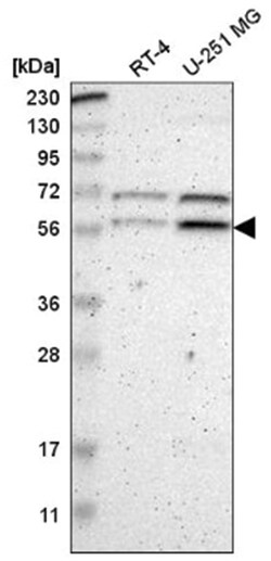 ZNF230 Antibody, Novus Biologicals:Antibodies:Primary Antibodies