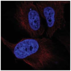 ZNF239 Antibody, Novus Biologicals 25 &mu;L:Antibodies, Polyclonal