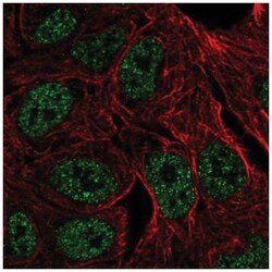ZNF283 Antibody, Novus Biologicals:Antibodies:Primary Antibodies