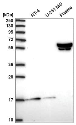 ZNF317 Antibody, Novus Biologicals:Antibodies:Primary Antibodies