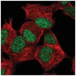 ZNF358 Antibody, Novus Biologicals:Antibodies:Primary Antibodies
