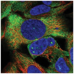 ZNF416 Antibody, Novus Biologicals 25 μL, Unlabeled:Antibodies, Polyclonal