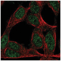 ZNF423 Antibody, Novus Biologicals:Antibodies:Primary Antibodies