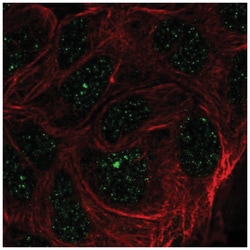 ZNF433 Antibody, Novus Biologicals:Antibodies:Primary Antibodies