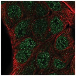 ZNF488 Antibody, Novus Biologicals 100&mu;L; Unlabeled:Antibodies, Polyclonal