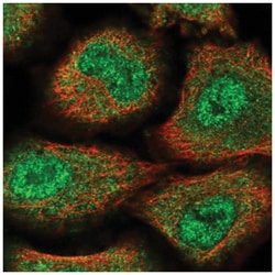 ZNF500 Antibody, Novus Biologicals 100&mu;L; Unlabeled:Antibodies, Polyclonal