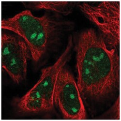 ZNF507 Antibody, Novus Biologicals:Antibodies:Primary Antibodies