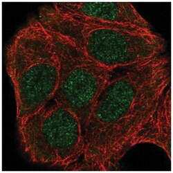 ZNF541 Antibody, Novus Biologicals:Antibodies:Primary Antibodies