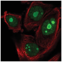 ZNF593 Antibody, Novus Biologicals:Antibodies:Primary Antibodies