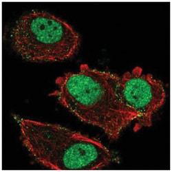 ZNF605 Antibody, Novus Biologicals:Antibodies:Primary Antibodies