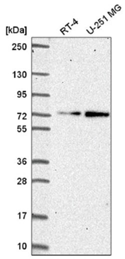 ZNF616 Antibody, Novus Biologicals:Antibodies:Primary Antibodies